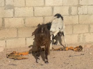 2012 0223 - 0256 dahab dessert goats.mp4